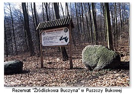 w Puszczy Bukowej