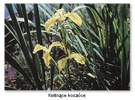 kwitn�ce kosa�ce